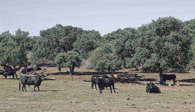 En la dehesa esperan los toros.