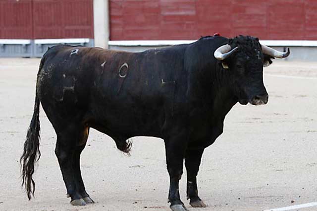 FOTO: Juan Pelegrín (las-ventas.com)