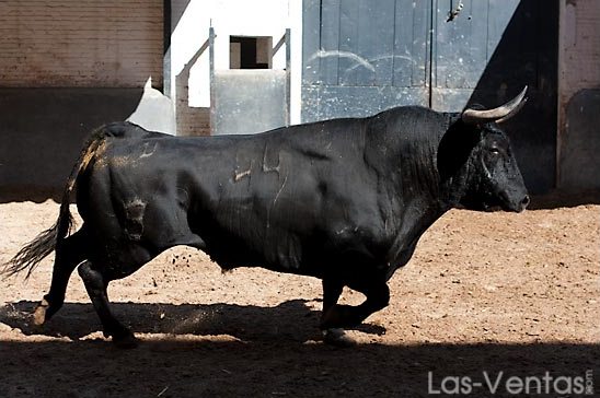 Algarrobo, que saltará en sexto lugar. (FOTO: Juan Pelegrín/Las-Ventas.com)