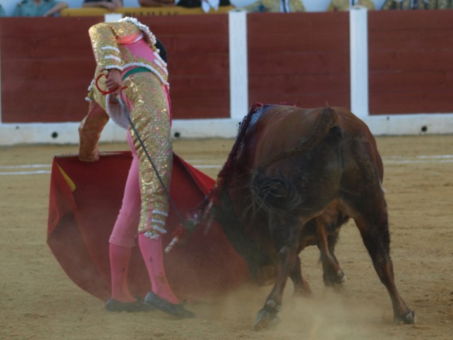 La muleta planchada tira del toro por el centro de la bamba.