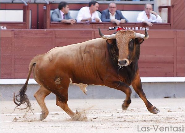 Salta a la arena 'Fatuitono' del hierro del Conde de la Maza. (FOTO: Juan Pelegrín/Las-Ventas.com)