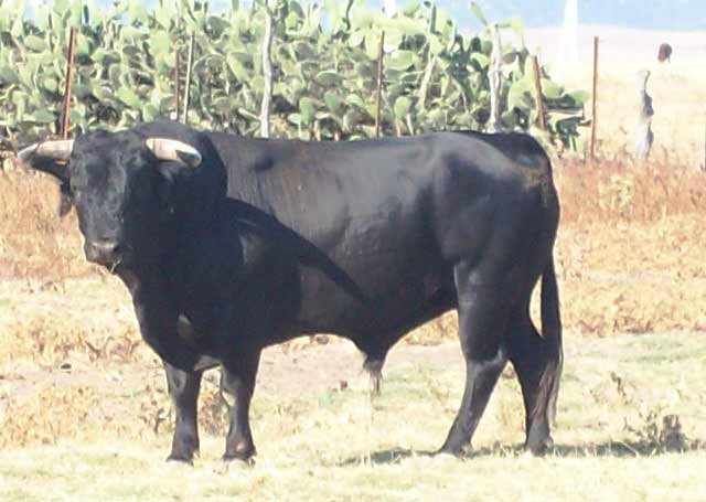 Cuajo y kilos en este negro zahino.