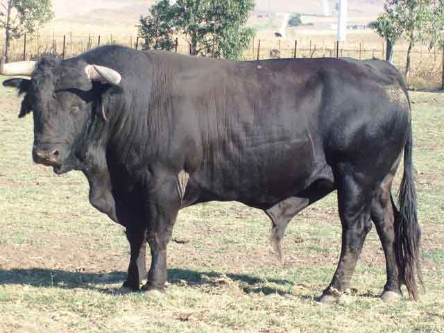 La corrida para Azuaga está muy bien presentada.