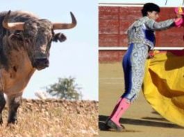 Toro de Arcadio Albarrán y brega de Fernando González.