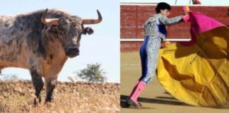 Toro de Arcadio Albarrán y brega de Fernando González.