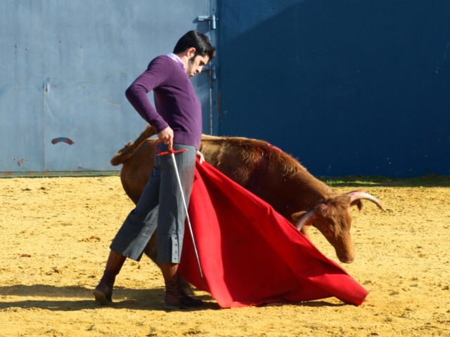 ...con garra y clase, esa firmeza en la mirada, esa planta de torero... Alejandro danzando en el campo...