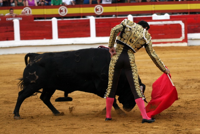 Obligando al toro a perseguir el engaño.