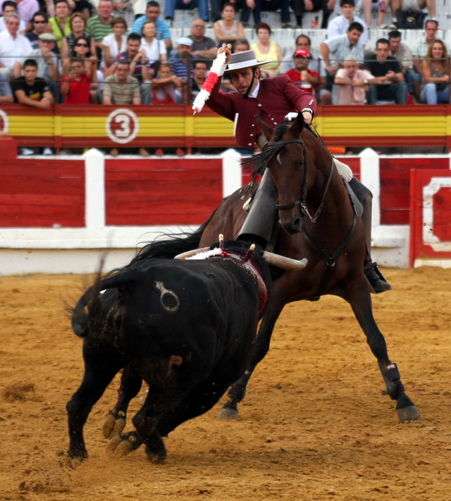 Para clavar dando el pecho de la cabalgadura.