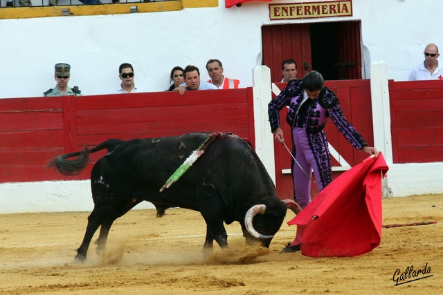 La embestida humillada del toro sigue los vuelos que marca la muleta.