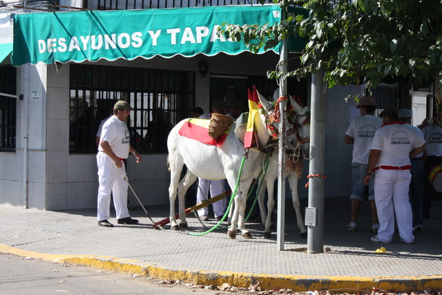 Las mulas a buen recaudo, los mulilleros a mejor...(FOTO:Gallardo)