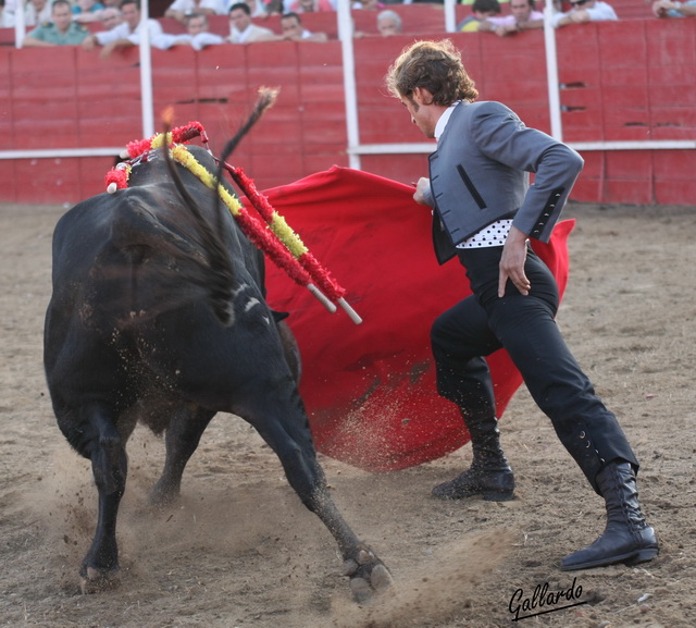 El torero tuvo que doblarse con el novillo para someterlo. (FOTO:Gallardo)