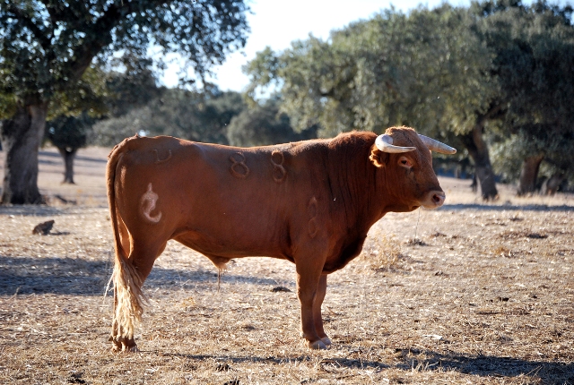 Lustroso, con el pelo brillante, sereno...(FOTO:Fco. Javier Campos)