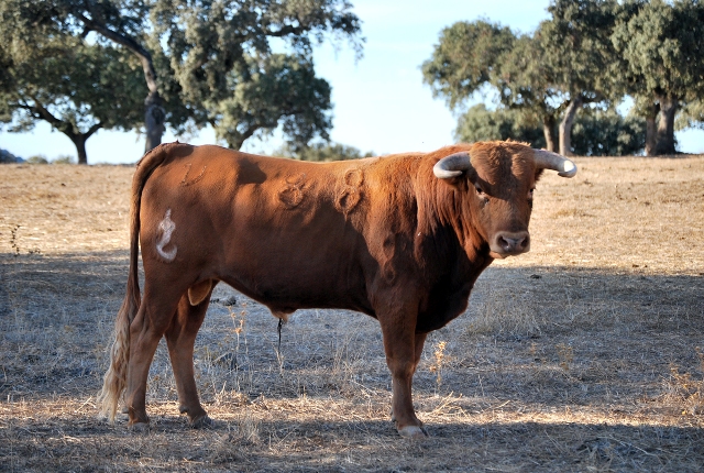 La mirada habla por si sola de la nobleza de Lujoso. (FOTO:Fco. Javier Campos)