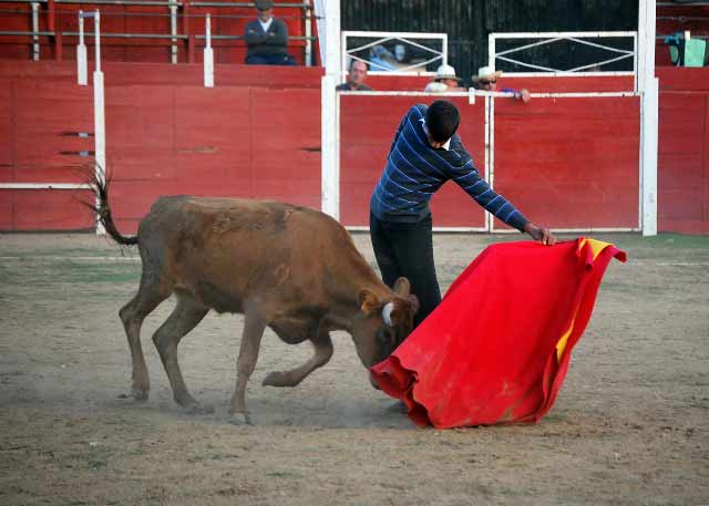 Alejandro Fermín muleteando a la erala.