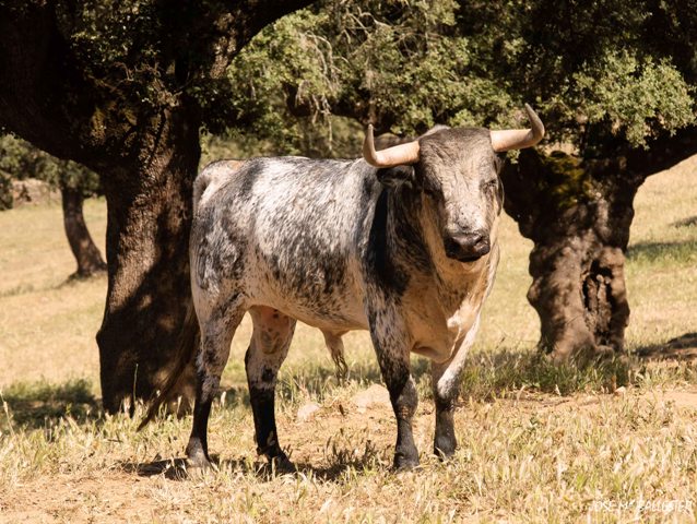 Prueba del importante goterón de sangre 'juampedro'.