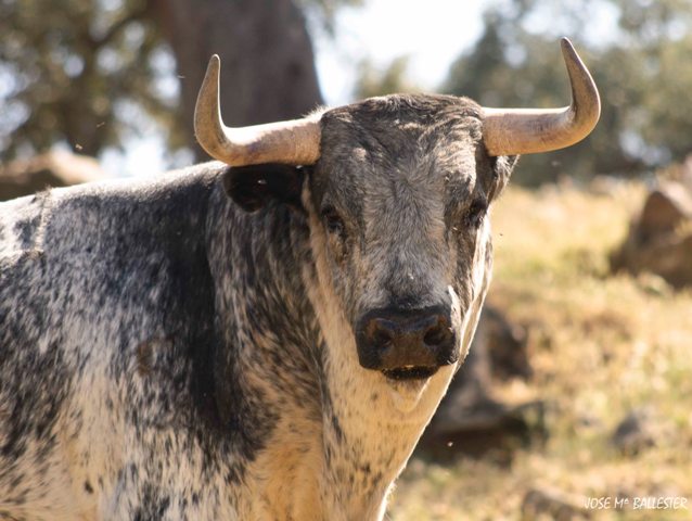 Si no fuese por la señal de las orejas podría pasar por un 'pabloromero'.