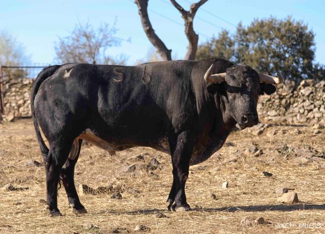 El pelo negro también impera en la sangre de los 'arcadios'.