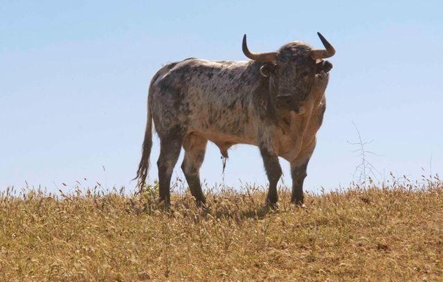 Una pinta que se da en bastantes toros de la casa.