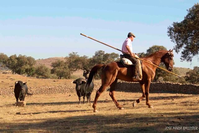 Ante estos animales todos los movimientos han de ser pausados, tanto a pie como a caballo.