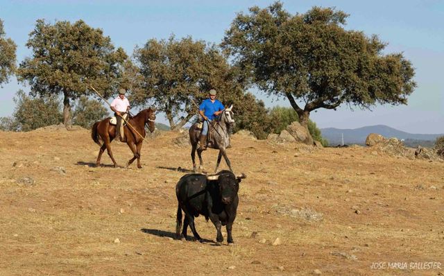 Para recoger a los toros sueltos.