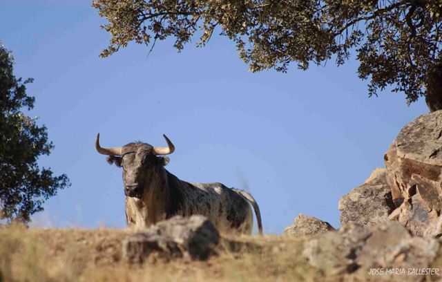 La seriedad del novillo recorta la línea del terreno.