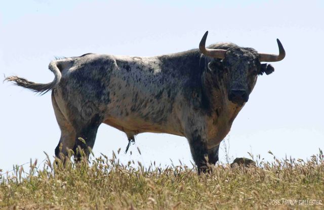 Señero del campo bravo extremeño.