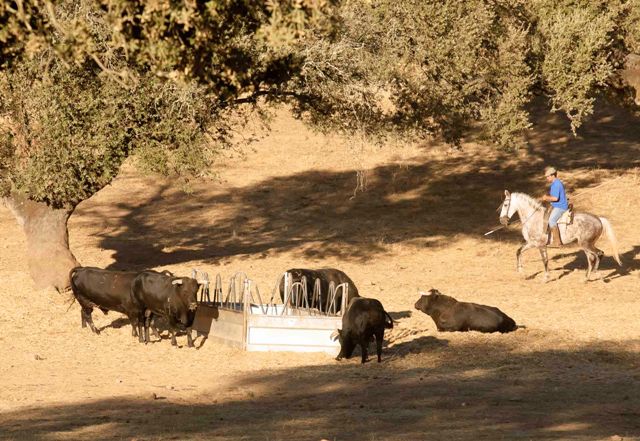 Los toros poco a poco se van acercando a los comederos.