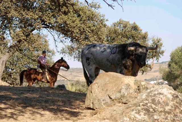 La sombra de la encina siempre es buen cobijo para toro y ganadero.