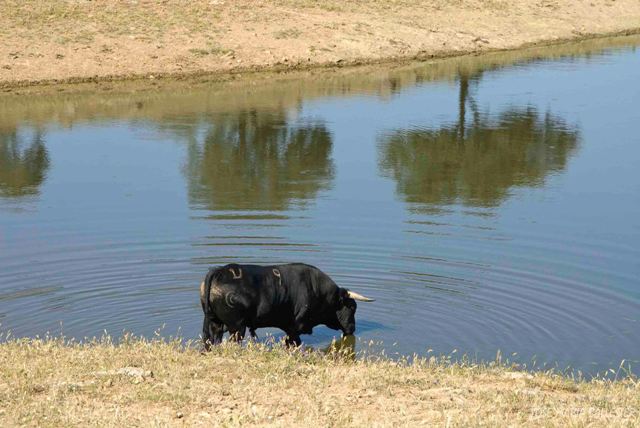 Tras el pienso toca refrescarse.