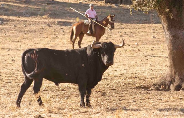 A fin de que no molestarles en su hábitat natural: la dehesa.