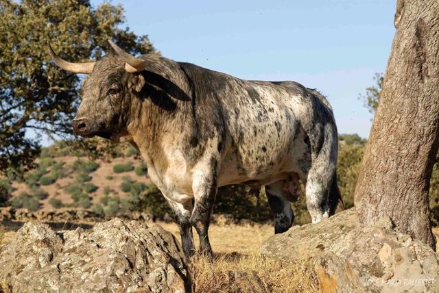 Toros que ennoblecen un apellido