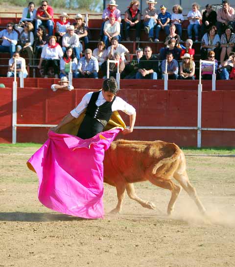 Ajustada chicuelina de Cuqui a esa primera vaca.