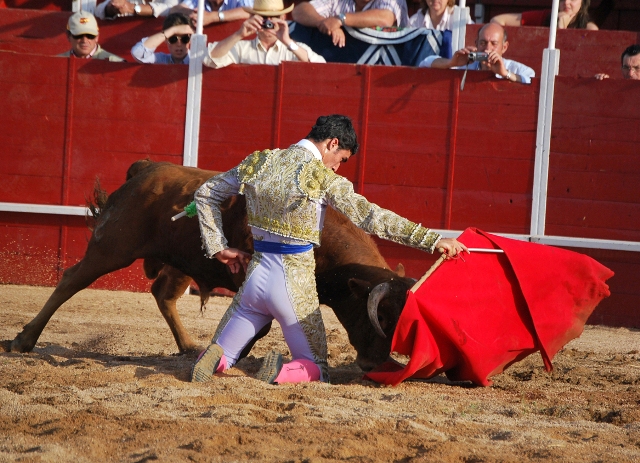 O en el muletazo de rodillas, donde prácticamente hace un surco con el hocico en la arena. (FOTO:Fco. Javier Campos)