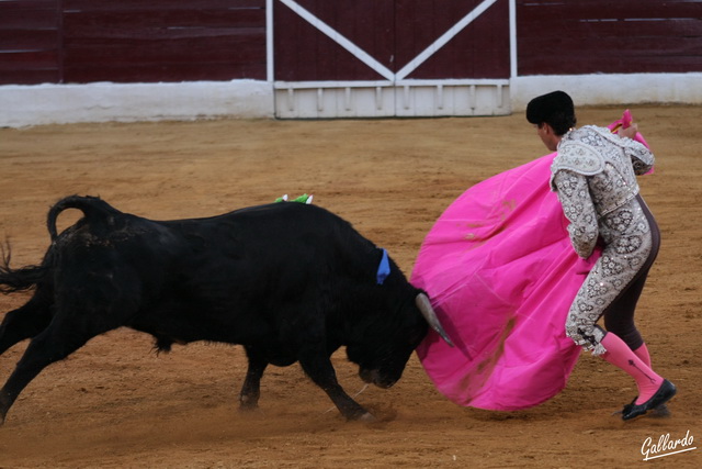 Fernando González bregando de capote al sobrero.