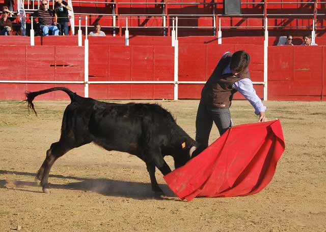 Miy templado al natural y la vaca con mucha fijeza.