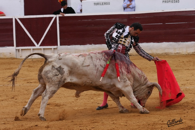 Natural de El Cid al jabonero quinto. (FOTO:Gallardo)