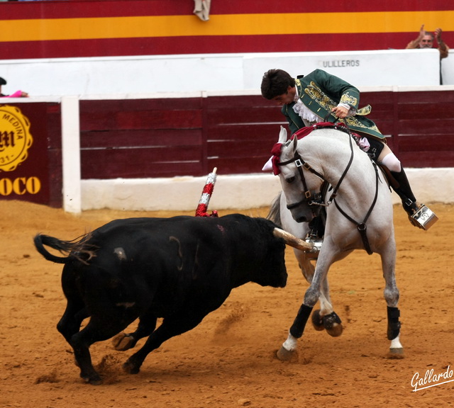 Gustándose en el adorno y el caballo torerando con los pechos y la mirada.