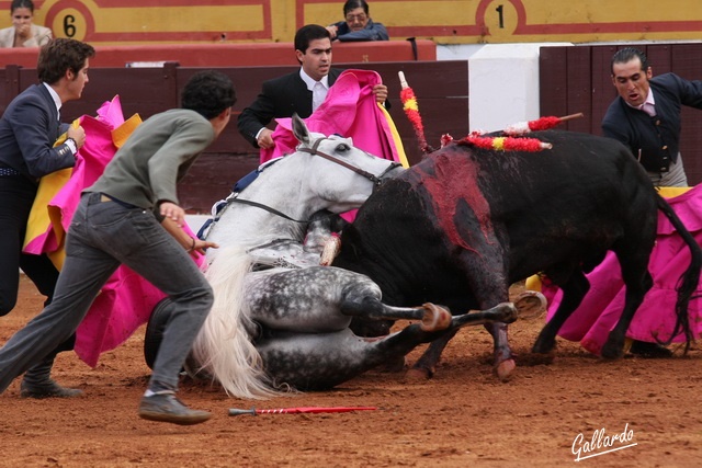 Momento de apuro con 'Nerón' entre los pitones del toro. (FOTO:Gallardo)