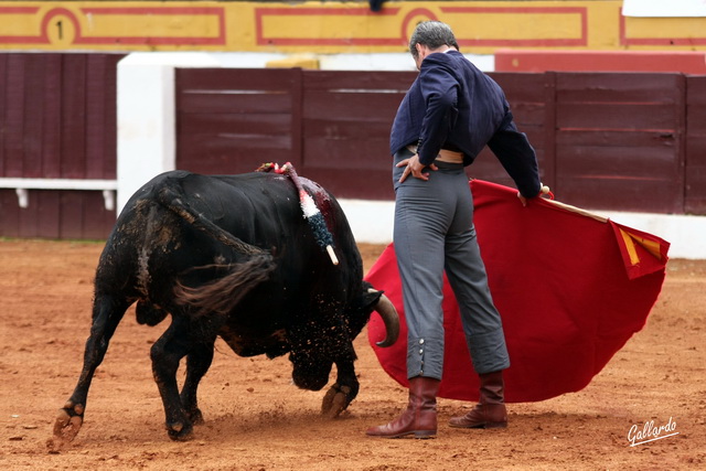 La muleta templada de Espartaco mimando al flojo 'Gavira'