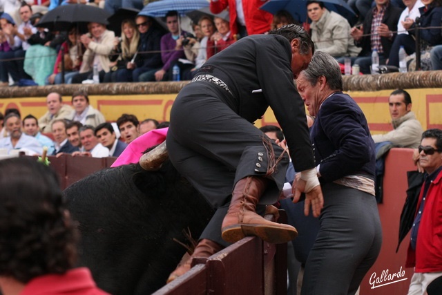 Momento de apuro al saltar el olivo.