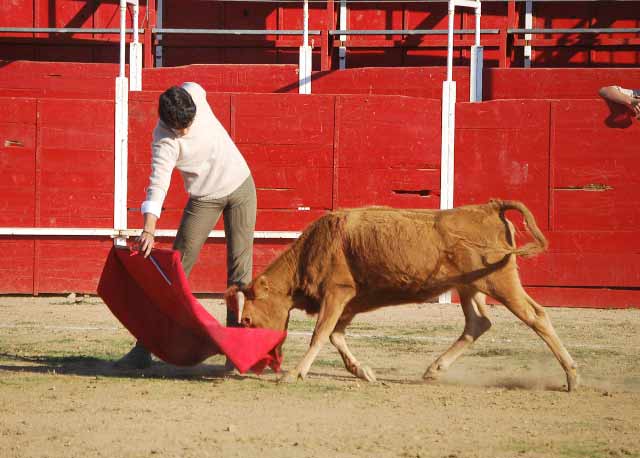 Jesús Martínez llevando muy toreada a la erala de Píriz.