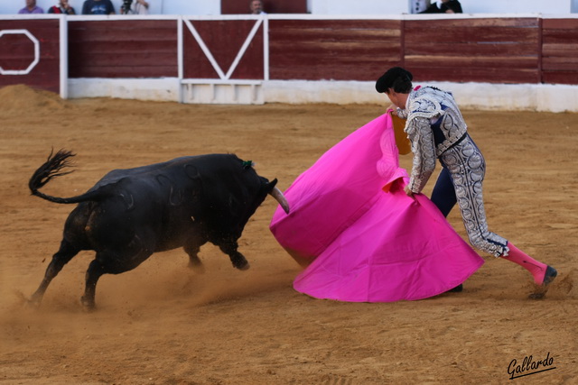 José Antonio Muñoz colocando en suerte al eral para banderillas.