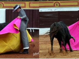 Talavante y Posada de Maravillas lanceando de verónica. (FOTO:Gallardo)