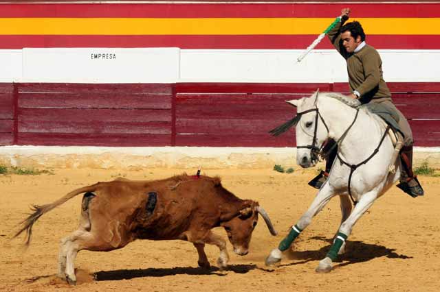 Pablo entrenando con una vaca que acude a los pechos de su cabalgadura.