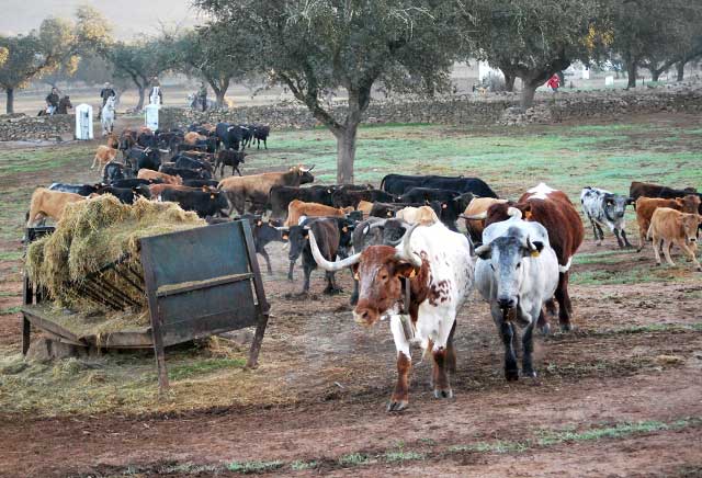 Los mansos conducen la manada, detrás los vaqueros cerrando el cortejo. (FOTO:Fco. Javier Campos)