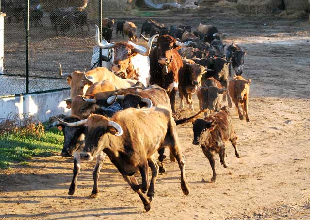 El tropel del ganado rompe el silencio de la mañana en la dehesa.