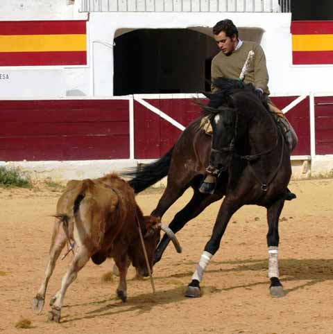 Templando la embestida de la vaca en el entrenamiento.