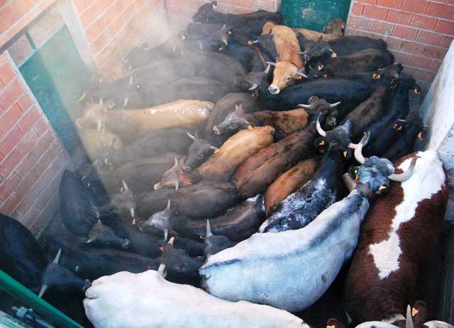 El ganado arremolinado en el primer corral...