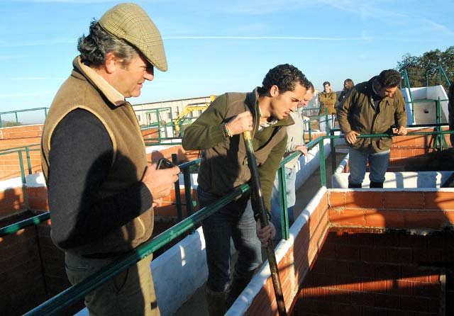 ...va siendo apartado por las experimentadas manos de los vaqueros.