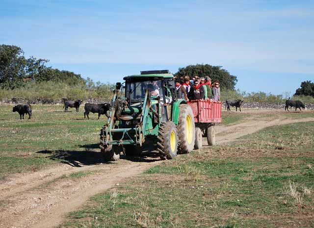 Peñistas entre los toros. (FOTO:Fco. Javier Campos)